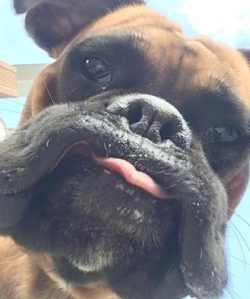 A pet will one day do everything that has been unsuccessfully asked of him for a long time. 