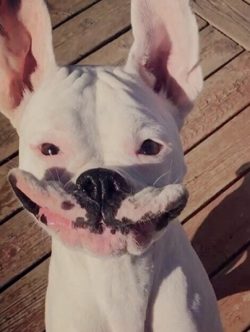 From a certain age, boxers lend themselves well to training and training. However, you should no ...