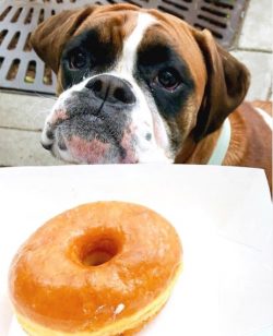 Dogs are stubborn enough and therefore perform only the actions they like. So you need to find a ...
