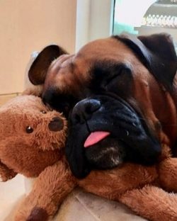 It is necessary to start raising and training a boxer when the puppy appears in the house. 