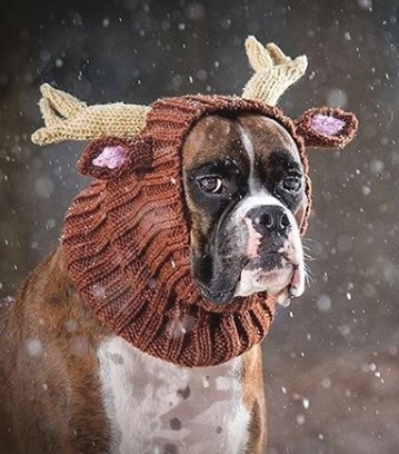 Dogs are prone to hypothermia due to exposure to low temperatures. This leads to colds, as well  ...
