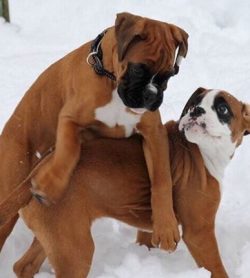 Despite their high mobility, boxers are prone to obesity. This must be remembered when deciding  ...