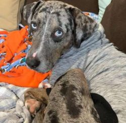 Coonhounds are handsome dogs with their black and tan markings, their kind expressions and their ...