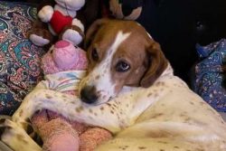 Black and Tan Coonhounds can trace their ancestry back to American and Virginia Foxhounds as wel ...