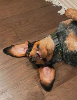 Black and Tan Coonhounds are well balanced, strong, agile dogs that boast an incredible stamina  ...