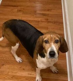 The Black and Tan Coonhound has a strong jaw with a perfect scissor bite where their upper teeth ...