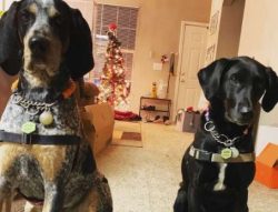 Their shoulders are well muscled and sloping which is a good indication of a hound’s stren ...