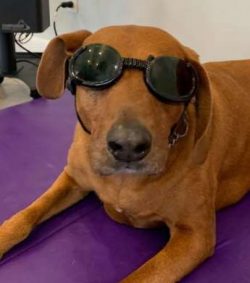When a Black and Tan Coonhound moves, they cover a lot of ground in an eager, effortless way and ...