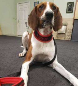Prospective Coonhound owners should be wary of any puppies or dogs that show any sort of exagger ...