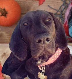 The Black and Tan Coonhound boasts a kind and gentle nature in a home environment, but when they ...