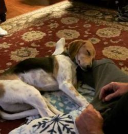 They are intelligent, sensitive hounds and as such need to be given the right amount of daily ex ...
