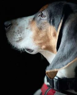 Having been bred to hunt, Coonhounds have a high prey drive and will happily take off after anyt ...