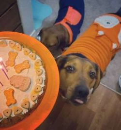 Coonhounds have a playful side to their natures, although they are slower to react to games than ...