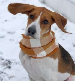Black and Tan Coonhounds are large dogs that need enough space to express themselves. As such, t ...