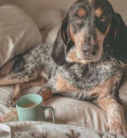 Coonhounds form strong ties with their families and dogs are never very happy when they find the ...