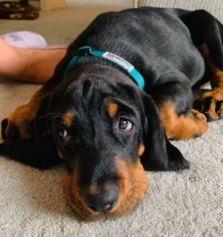 Black and Tan Coonhounds are known to like the sound of their own unique voices a little too muc ...