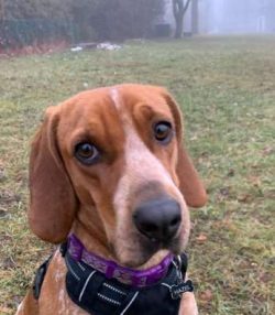 Coonhounds love being in and around water and are excellent swimmers thanks to their large, webb ...