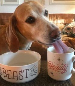 Coonhounds are not natural watchdogs although their size and unique voice is usually enough to p ...