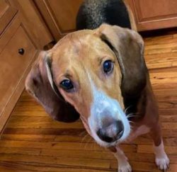 Coonhounds are intelligent, and they have a boundless amount of energy not only when they are pu ...