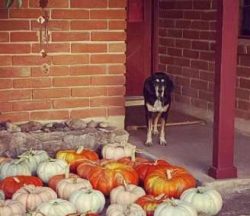 In the right hands and environment, they are easy to train and respond well to positive reinforc ...