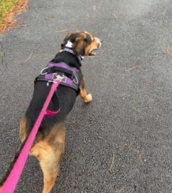 Coonhound puppies, like all puppies are incredibly cute with their large paws and lovely ears wh ...