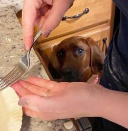 Black and Tan Coonhounds are known to be gentle and placid characters by nature. However, playti ...