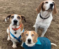 As with any other breed, these hounds need to be groomed on a regular basis to make sure their c ...