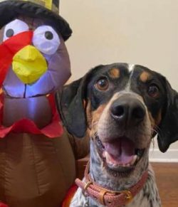 Coonhound puppies are boisterous and full of life which means it’s essential for homes and ...