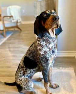 Because the Black and Tan Coonhound boasts a short, tight and naturally glossy coat, keeping thi ...