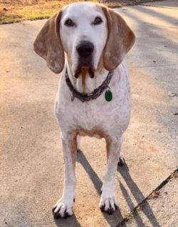 Coonhound puppies should not be over-exercised because their joints and bones are still growing  ...