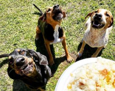 If you get a Coonhound puppy from a breeder, they would give you a feeding schedule and it’ ...
