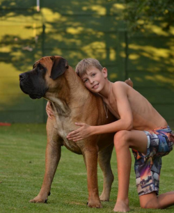 It is almost impossible to escape from representatives of this breed. Boerboels develop maximum  ...
