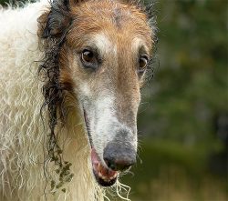 These dogs are especially prone to digestive problems. To maintain health, large dogs need a pro ...