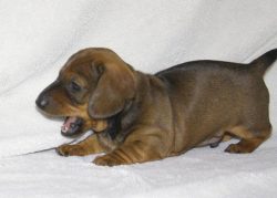 This breed responds well to training. The mischievous nature and charm of these dogs will make a ...