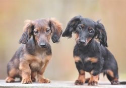 Dachshunds are of two types: miniature and ordinary. The weight of an ordinary dachshund can be  ...
