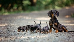 Dachshund is compact and unpretentious in content, has a memorable appearance. 