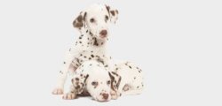 Croatia is recognized as the official homeland of the breed. Britain is considered the second ho ...