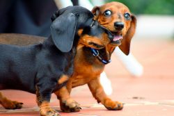 The breed standard was first adopted in 1879 and since then dachshunds have become more and more ...