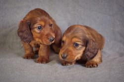 In principle, dachshunds have proven themselves as family dogs, the main thing is to control so  ...