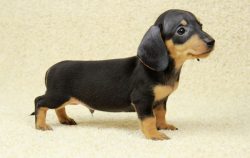 Most dogs of this breed have a similar anatomical structure: an elongated body and a very powerf ...