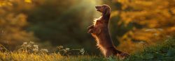 Dachshunds are bred with three coat varieties: smooth, long and wire-haired, and come in two siz ...