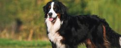 The Bernese Mountain Dog breed is a large dog with a lot of hair. The color is black with brown  ...