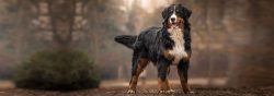 Berns has many health problems due to their small gene pool and chaotic breeding. Their life exp ...