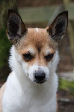 The Norwegian Lundehund is one of the rarest breeds. These dogs are also called Norwegian puffin ...