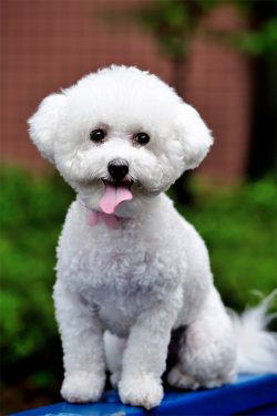 The Bichon Frize dog breed is small, snow-white lumps that look more like plush toys. If you add ...