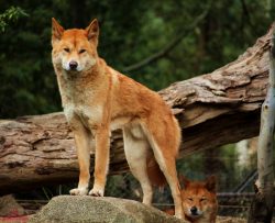 It is hardy, instantly reacts to stimuli. By nature, dogs are independent, but they know how to  ...