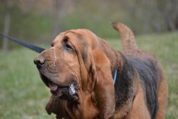 The Bloodhound is a breed that is poorly adapted to apartment living, although among breeders it ...