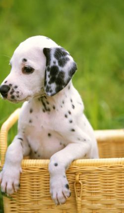 Dogs with a difficult temperament and high needs for daily exercise do not get along with every  ...