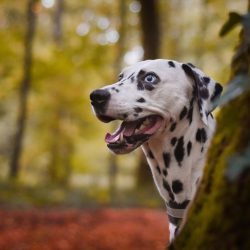 If a person shows a negative attitude, the dog looks at the owner’s reaction, although the ...