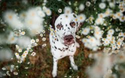 The ancient Greek philosopher Xenophon also leaned towards the noble origin of dogs, distinguish ...